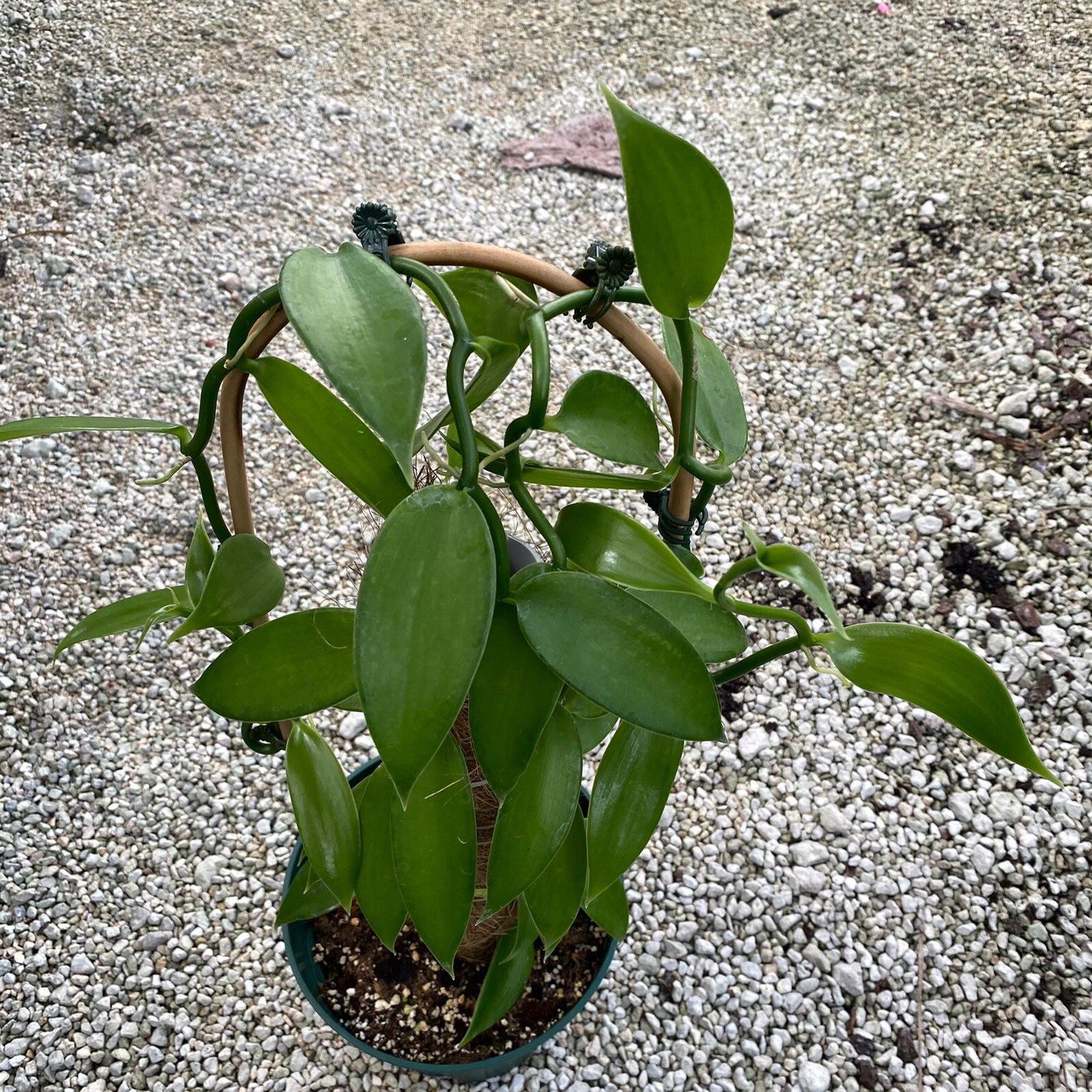 Vanilla Bean Orchid 8 trellis Etsy