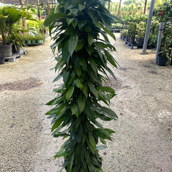 Big Hoya Pubicalyx 10" size pot 55” tall