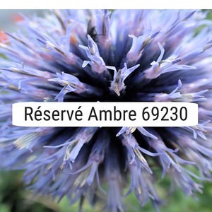 Può includere: Primo piano di un fiore di cardo blu con petali appuntiti. Il fiore ha una forma sferica ed è circondato da un fogliame verde e arancione. Il testo sull'immagine recita "Réservé Ambre 69230".