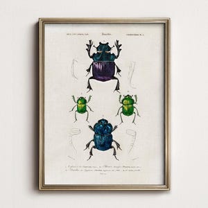 Vintage Beetle Print, Botanical Insects Wall Art, Natural History 16