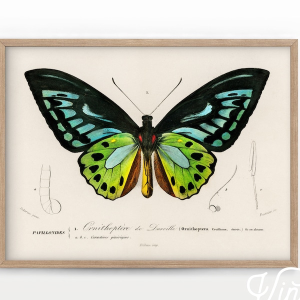 Butterfly Print, Vintage Butterfly, Butterfly Art Decor, Nursery Wall Art, Charles Dessalines, High Quality Paper, Girls Bedroom, Gift Idea