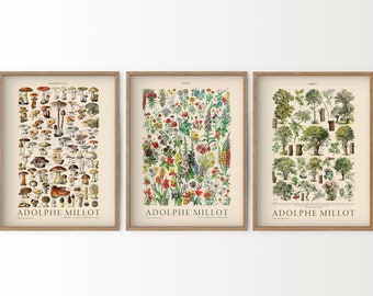 Set of 3 Botanical Poster, Adolphe Millot, Mushroom Print, Vintage Flower Chart, Pine Tree, Food Art, Kitchen Art Gallery, Nordic Forest