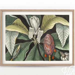 Vintage Plant Print, Plant Poster, Leaves Leaf Print, Tropical Wall Art, Natural History Art, Christmas Gift Idea, Large Sizes