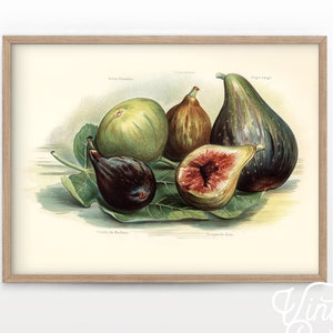 Figs Print, Vintage Fruit Poster, Botanical Fruit, Vintage Kitchen, Farmhouse Decor, Tropical fruits, High Quality Paper up to 24"x36"