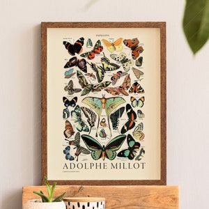 Vintage Schmetterling Druck, Adolphe Millot, Papillon Wandkunst