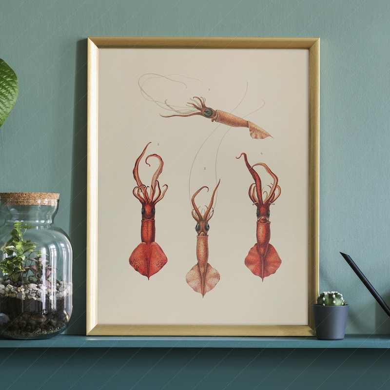 Squid Art - Etsy