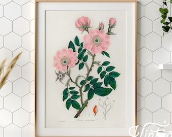 Impression d'art rose vintage : peinture de fleurs ancienne, décoration de ferme