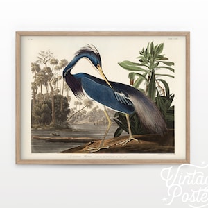 Vintage Blauer Reiher Print: Audubon Ornithologie Kunst auf Baumwollpapier