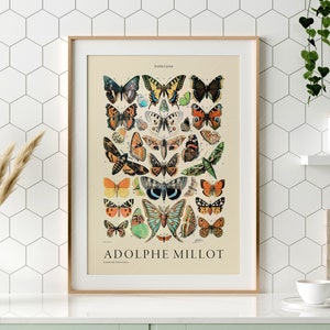 impression papillon vintage, affiche Adolphe Millot, art mural papillon, chambre de bébé vintage, cadeau fille, décoration de chambre d'ado, tableau d'impressions botaniques