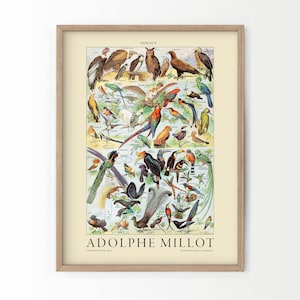 Vintage Bird Print, Adolphe Millot Poster, Botanical Bird, Vintage Nature, Gift Idea, A2 11x14 40x50 50x70 60x90 18x24 24x36