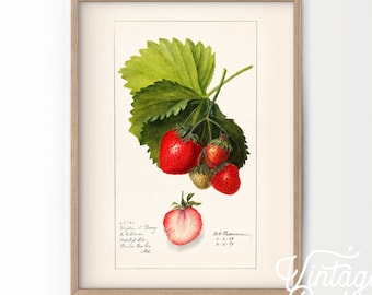 Strawberry Print, Vintage Fruit Poster, Botanical Fruit, Vintage Kitchen, Farmhouse Decor, Tropical fruits, Retro prints