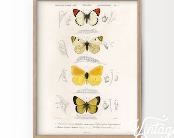 Vintage butterfly poster, Butterfly print, Charles Dessalines poster, Vintage insect print, Vintage Museum poster, Nursery Butterfly