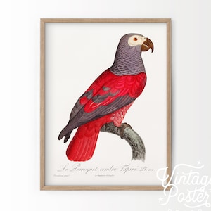 Vintage Bird Wall Art, Parrot Print, Antique Bird Poster, Grey Red Birds Painting, Gift Idea, High Quality Paper, Vintage Bird Poster