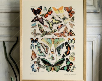 Adolphe Millot Butterfly Poster, Vintage Illustration Art Print