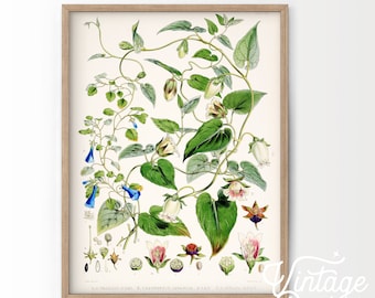 Vintage Botanical Plant Print, Floral Wall Art Decor
