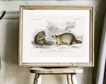 Vintage Raccoon Print, Natural History Illustration, Nursery Animals