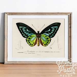 Lámina vintage de mariposas: Arte de Charles Dessalines, decoración infantil.