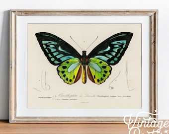 May include: Vintage illustration of a green, blue, and black butterfly with the text "Ornithoptere de Luccille (Ornithoptera tridens)".