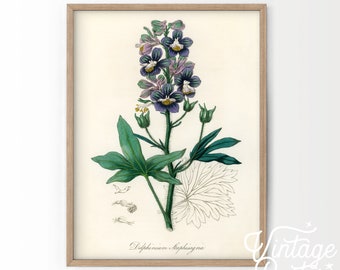 Botanical Floral Art Print, Vintage Flower Poster, Medical Botany, Women Bedroom Decor, Vintage Plants, Gift for her, Fall Art Print 53