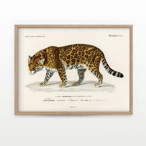 Impresión de jaguar, póster de animales vintage, impresión de animales, animales de guardería Charles Dessalines D' Orbigny, arte de pared de jaguar, papel de alta calidad