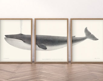 3 Piece Vintage Whale, Whale Wall Art, Coastal Art, Humpback, Nautical Decor, Marine Art, Beach House, Vintage Ocean Poster, Nature Wall Art