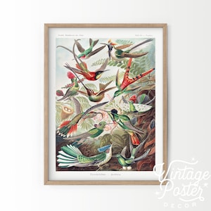 Hummingbird print Vintage bird art Ornithology art Retro print North America birds Farmhouse decor Botanical wall art Gift for her