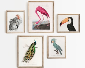 Vintage Bird Set, Bird Gallery Art, Pink Flamingo, Birds of America, Coastal Life, Peacock Father, Set of 5, 3 in 8 x10", 2 in 11x 14" size