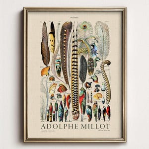 Plumes Feathers, Vintage Birds Art, Adolphe Millot, Neutral Poster, Botanical Prints, Aesthetic Room Decor, Wedding Gift, Nature Wall Art image 1