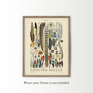 May include: Vintage illustration of various bird feathers, including peacock, pheasant, and other exotic species. The print features a detailed depiction of the feathers, with vibrant colors and intricate patterns. The title "PLUMES" and the artist's name "ADOLPHE MILLOT" are visible at the top and bottom of the image.