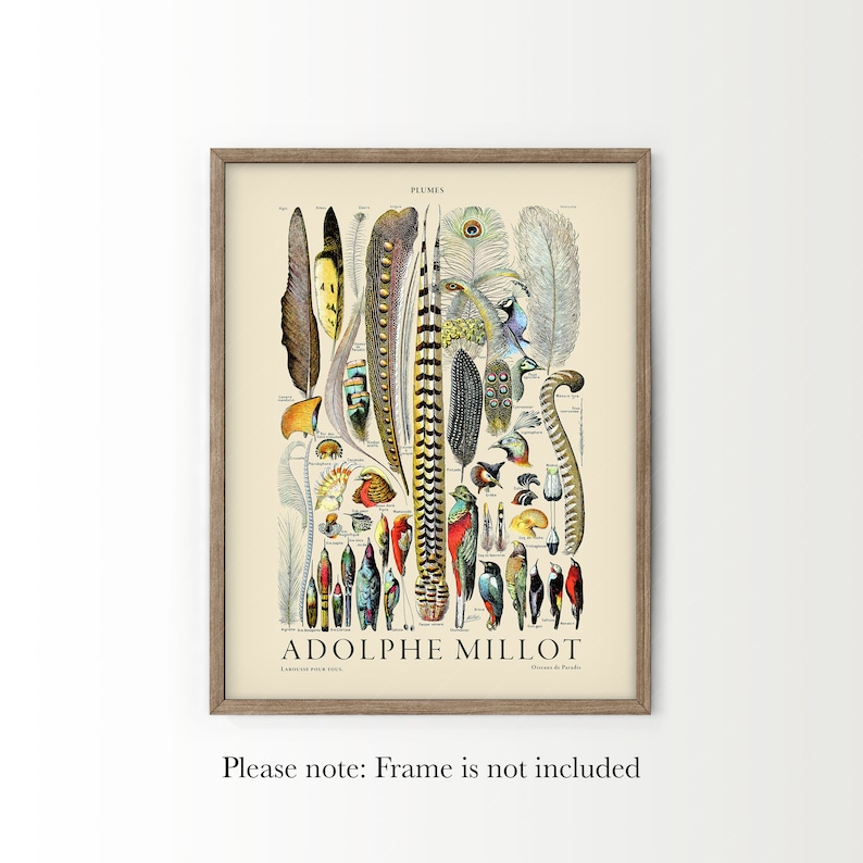 May include: Vintage illustration of various bird feathers, including peacock, pheasant, and other exotic species. The print features a detailed depiction of the feathers, with vibrant colors and intricate patterns. The title "PLUMES" and the artist's name "ADOLPHE MILLOT" are visible at the top and bottom of the image.