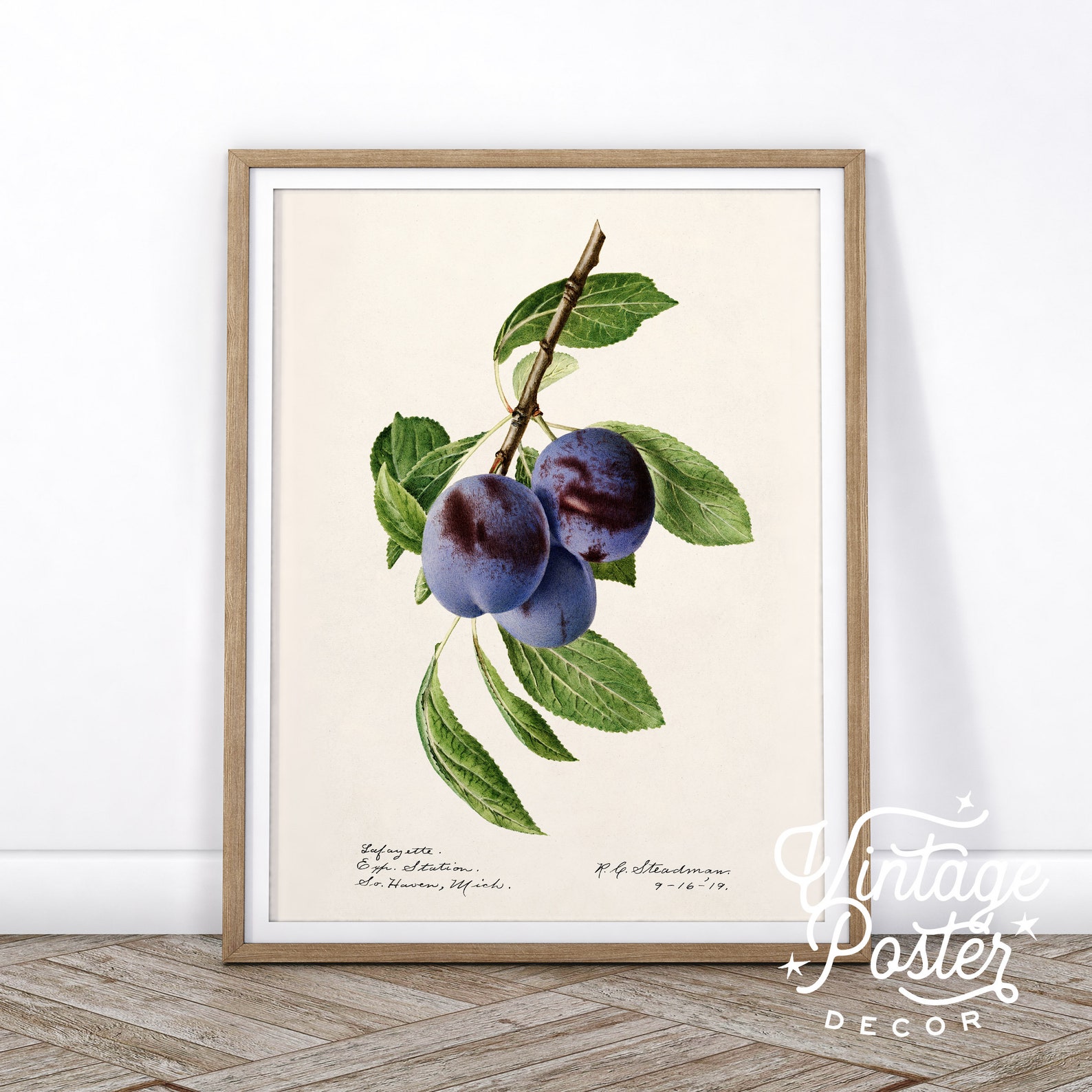 Vintage Blueberry Print, Botanical Fruit Poster, Kitchen Decor - Etsy