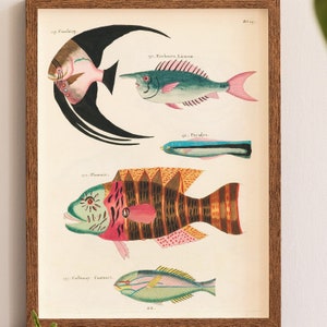 Fish Print, Vintage Fishing, Fisherman gifts, Fish artwork, Antique Art, Freshwater Art, Sea life, Coastal Wall Art, Beach House Decor