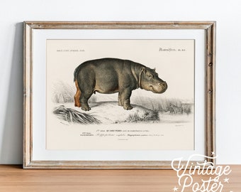 Vintage Hippopotamus Print, Safari Animal Nursery Wall Art