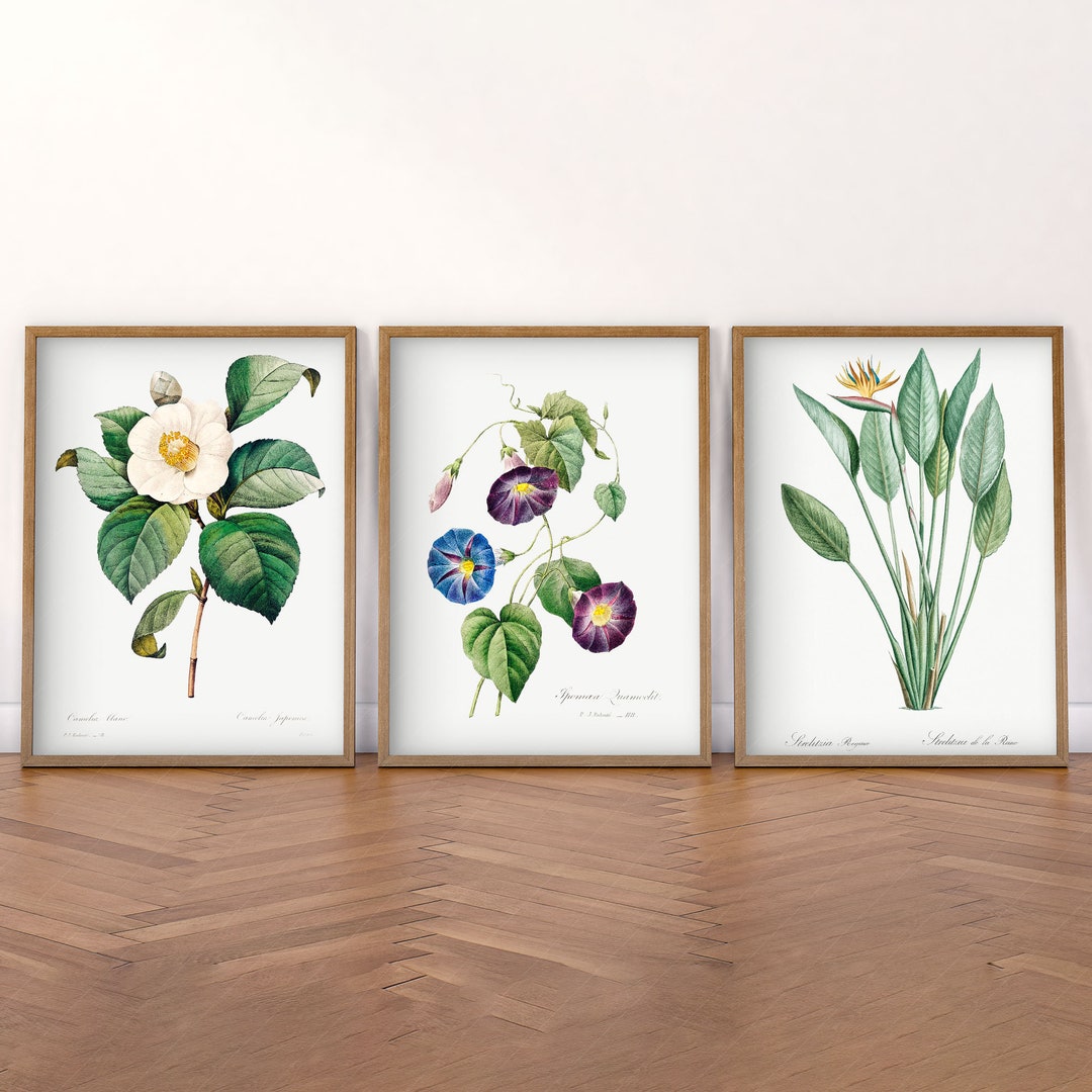 Vintage Botanical Prints Set: Antique Floral Wall Art - Etsy