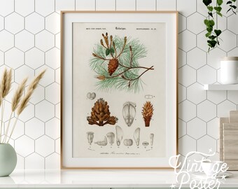 Botanical Pine Tree Poster, Scots Pine Cone, Vintage Wall Art