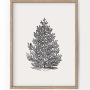 Black Pine Tree, Christmas Wall Decor, Forest Poster, Norway Spruce, Botanical Print, Winter Art, Vintage Gift, Nordic Forest, Canada Trees