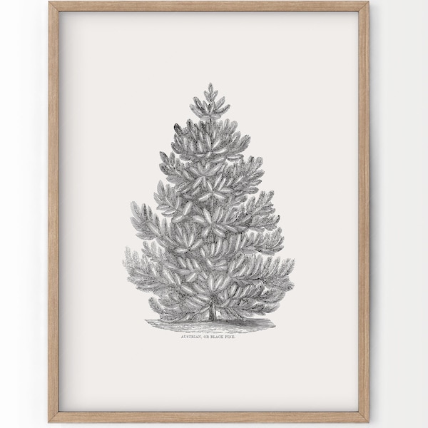 Pin noir, décoration murale de Noël, affiche de forêt, épicéa de Norvège, impression botanique, art hivernal, cadeau vintage, forêt nordique, arbres du Canada