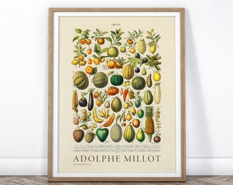 French Poster Print Fruit Adolphe Millot Cherries Peaches Plums Grapes Apples Kitchen Decor Poster Printable