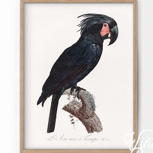 Arte mural de pájaro negro, impresión de loro, póster de pájaro vintage, impresión de cacatúa, arte de pájaro antiguo, idea de regalo, papel de alta calidad, pájaro vintage