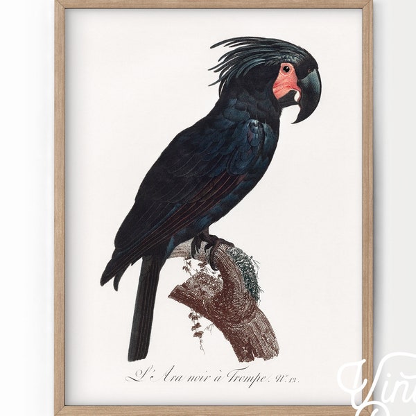 Black Bird Wall Art, Parrot Print, Vintage Bird Poster, Cockatoo Print, Antique Bird Art, Gift Idea, High Quality Paper, Vintage Bird