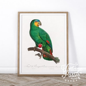 Vintage Bird Wall Art, Parrot Print, Antique Bird Poster, Green Birds Painting, Gift Idea, High Quality Paper, Vintage Bird Poster - 11