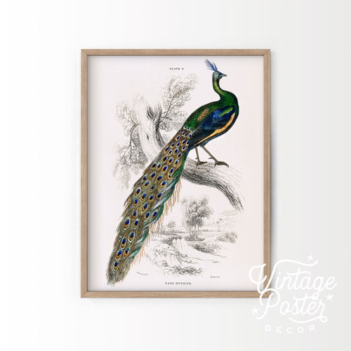Peacock Print Vintage Peacock Printable Wall Art Bird - Etsy