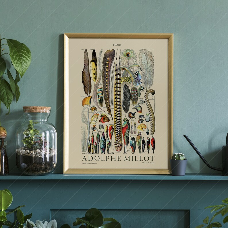 May include: A vintage illustration of various bird feathers and birds, with the title "PLUMES" and the artist's name "ADOLPHE MILLOT" at the bottom. The illustration is in a gold frame and has a cream background.