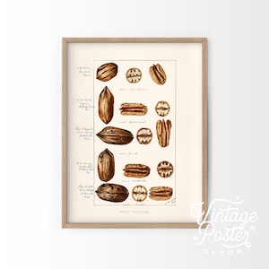 Walnüsse Druck, Vintage Küchen Dekor, Essen Wandkunst, Pekannuss Kunstdruck, Botanische Frucht, Nüsse Botanische Karte, Geschenkidee, hohe Qualität 8-5