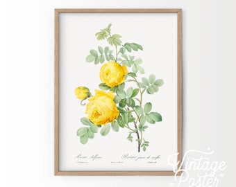 Yellow Rose Printable Wall Art Antique Illustration for Printing 2100 Artwork INSTANT DOWNLOAD Vintage Rose Digital Image Collage