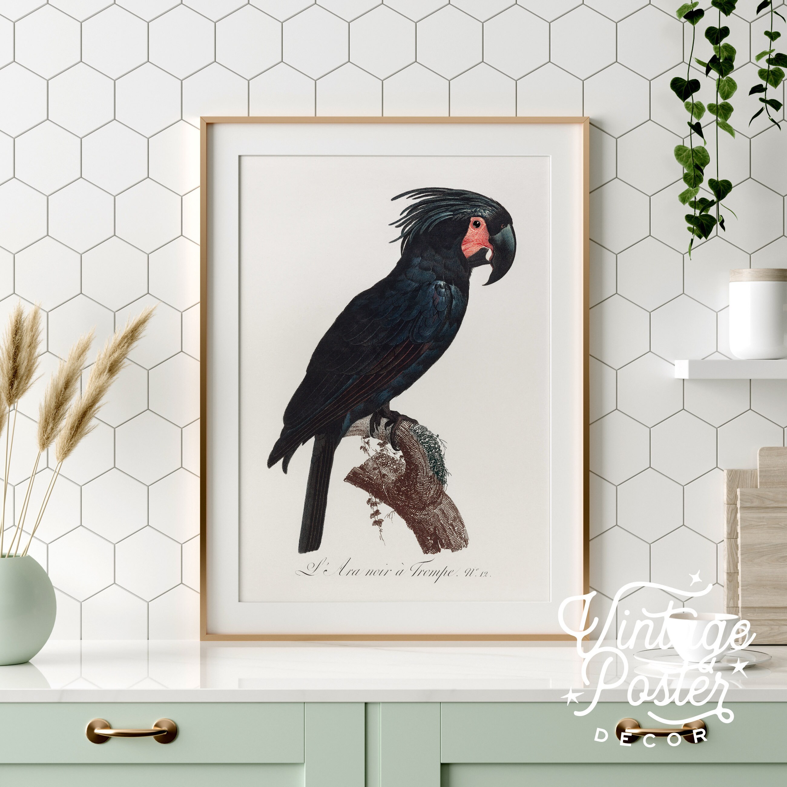 Black Bird Wall Art Parrot Print Vintage Bird Poster Etsy