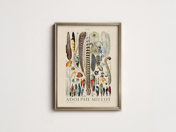 Plumes Feathers, Vintage Birds Art, Adolphe Millot, Neutral Poster, Botanical Prints, Aesthetic Room Decor, Wedding Gift, Nature Wall Art