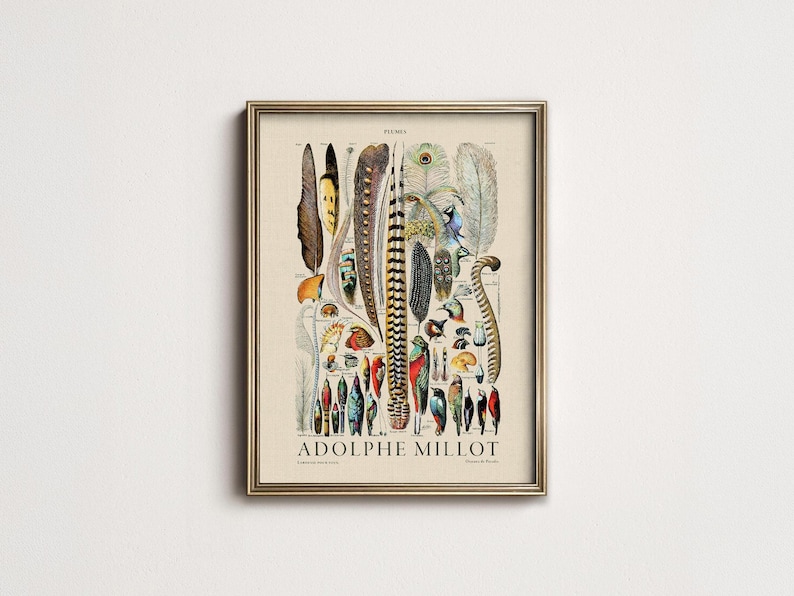 Plumes Feathers, Vintage Birds Art, Adolphe Millot, Neutral Poster, Botanical Prints, Aesthetic Room Decor, Wedding Gift, Nature Wall Art image 1
