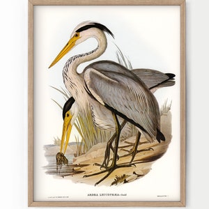 Garza real, grabado de garza, pintura de pájaro antigua, póster vintage de pájaro, regalo para amantes de las aves, arte mural de garza, decoración rural, decoración de oficina