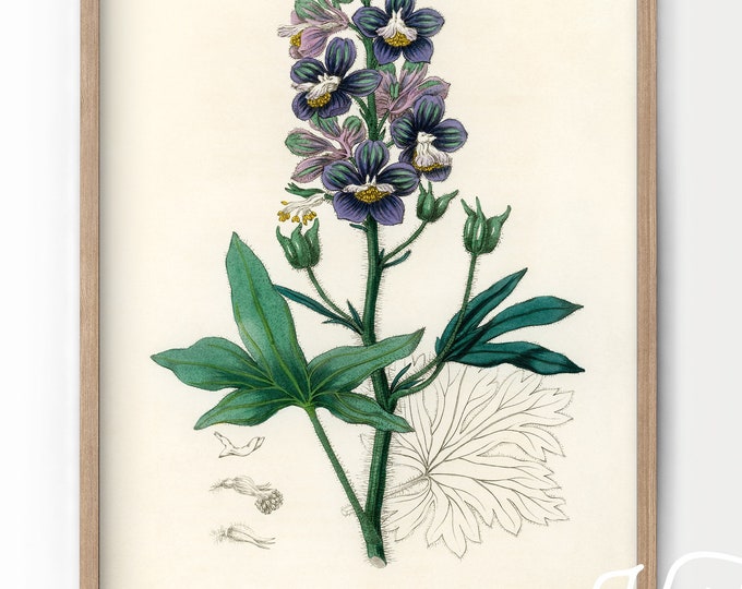 Botanical Floral Art Print, Vintage Flower Poster, Medical Botany ...